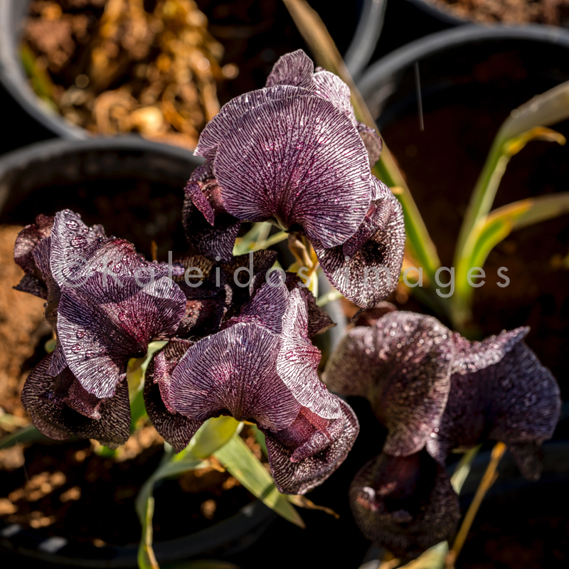 Al Arz;Iris;Iris Cedreti;Kaleidos;Kaleidos images;Lebanon;Middle East;Near East;Proche Orient;Tarek Charara;Flowers;Endemic;Endangered species;Endemic species;Critically endangered;Critically endangered species